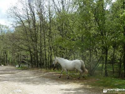 RETO Senderista,Valle Lozoya; grupo senderista ruta senderismo cercedilla rutas senderismo girona